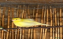Canaries birds for sale: Fife Canaries and zebra finches for sale - Image 4
