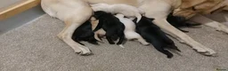 Labrador Retriever dogs for sale:  Retriever Ladrador puppies for sale - Advert 10