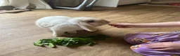 Mini Lop rabbits for sale: Pair of mini lop bunnies looking for homes - Advert 2