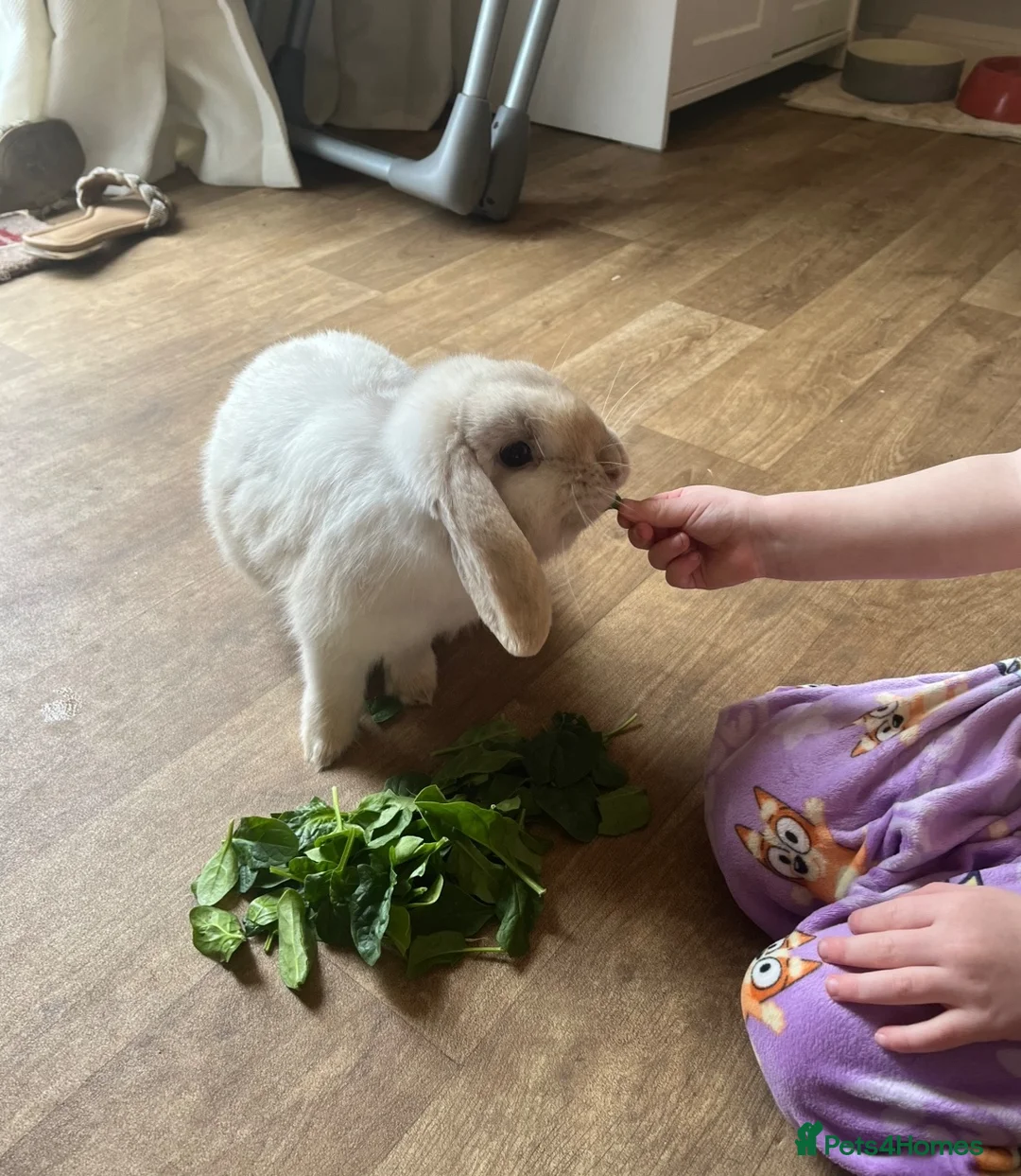 Mini Lop rabbits for sale: Pair of mini lop bunnies looking for homes - Advert 2