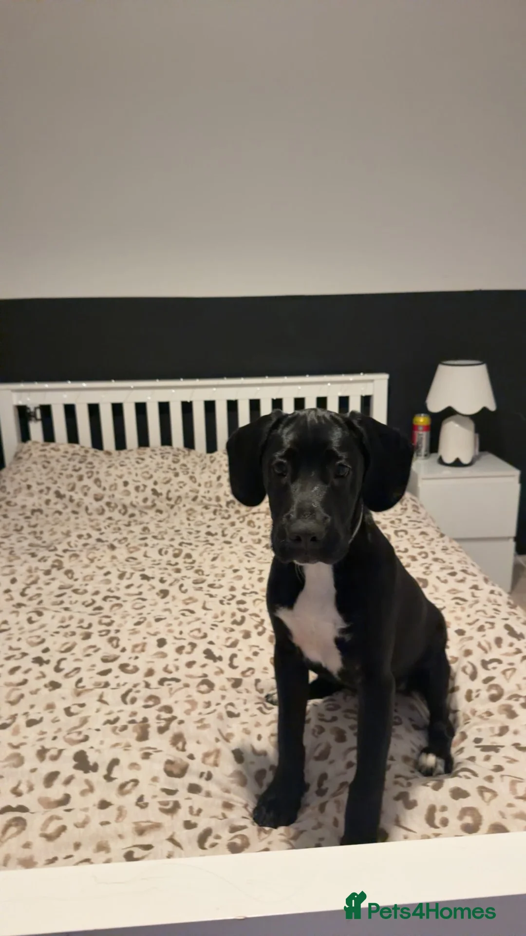 Mixed Breed dogs for sale: Gunna  - Advert 2