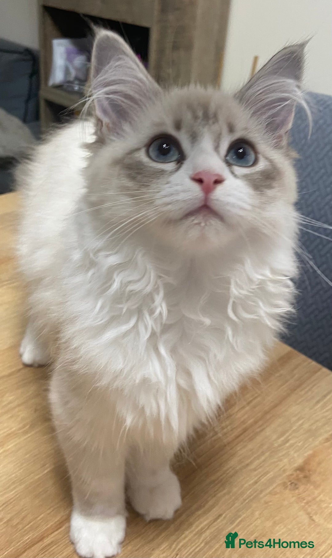 Siberian cats for sale: Siberian Kittens Neva Masquerade White - Image 2