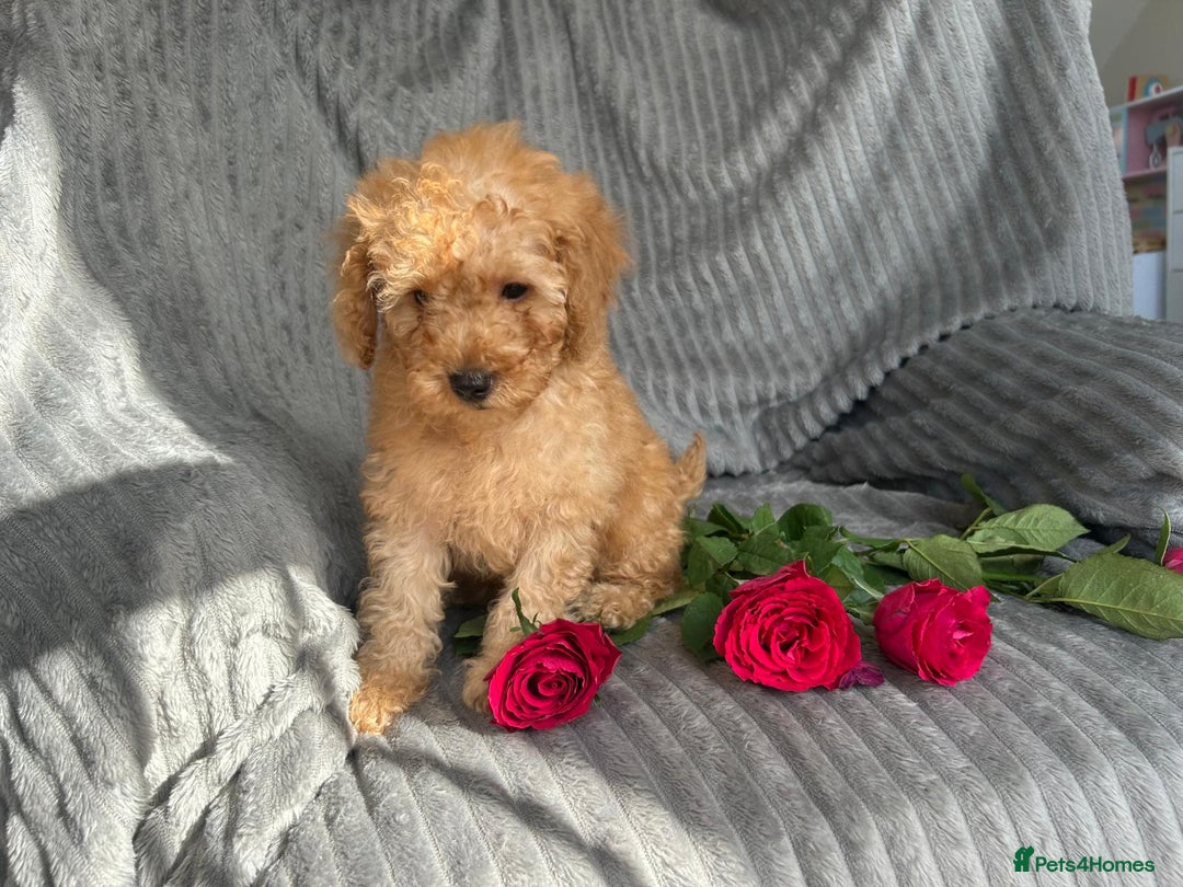 Poodle dogs for sale: Red small miniature poodle mum is tiny one 💙left - Image 10