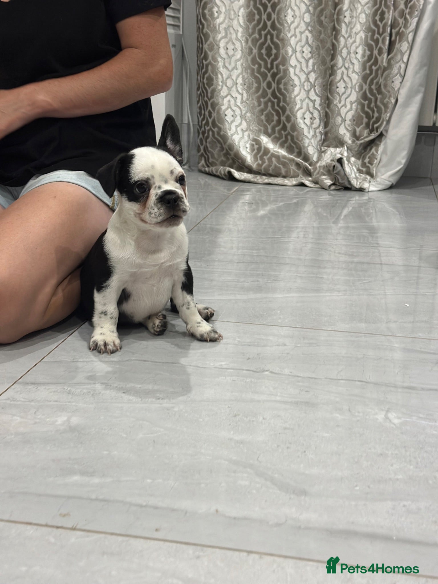 French Bulldog dogs French bulldog puppies  - Advert 14