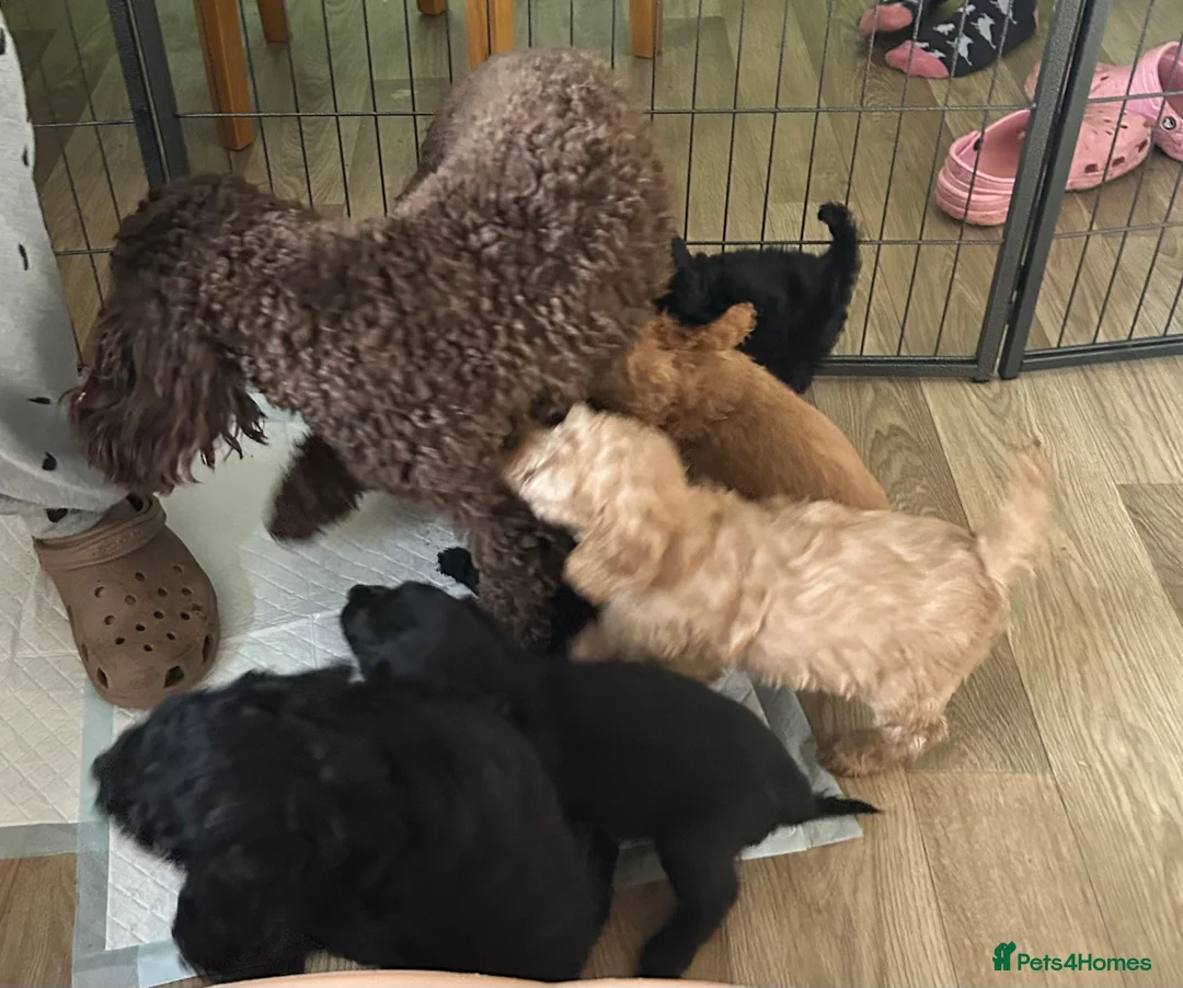 Cockapoo dogs for sale: Cockapoo F2 ready 17th February  - Advert 1