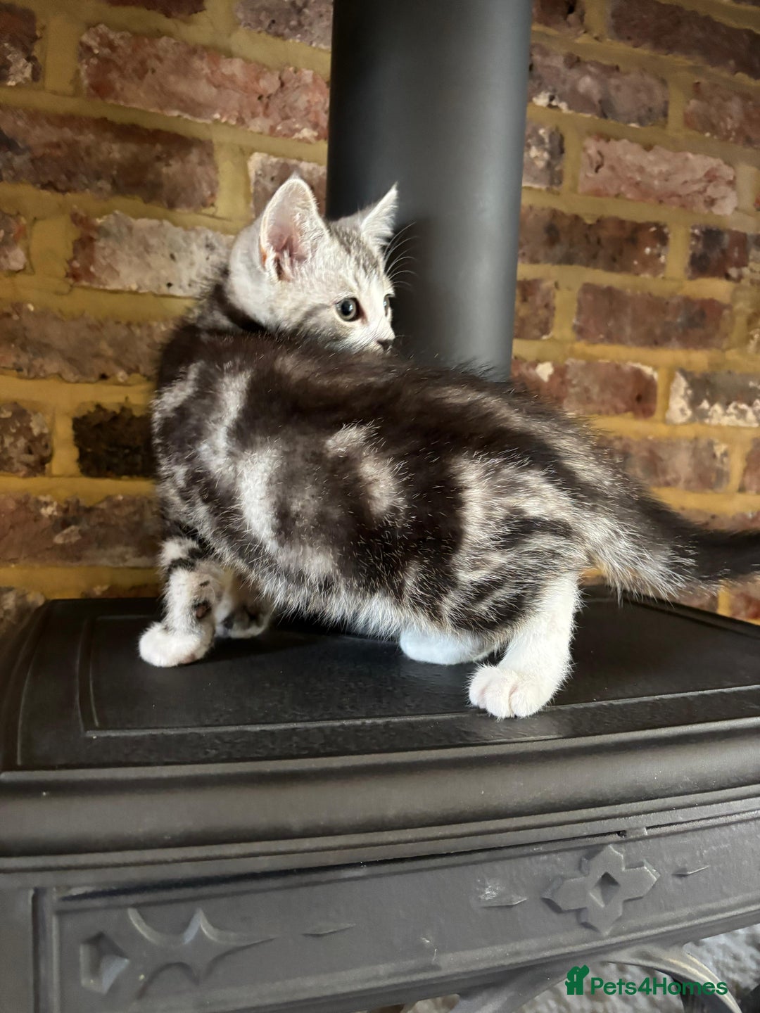 Persian cats for sale: Persian chinchilla mix of 3 boys left in St Albans - Image 17
