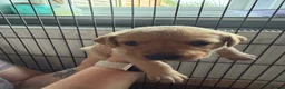 Labrador Retriever dogs for sale: Labrador Retriever Puppies 🐾 in Diss - Advert 16