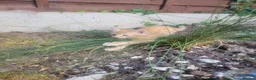 Mixed Breed cats for sale: 3 ginger male kittens, 1 black female kitten - Advert 9