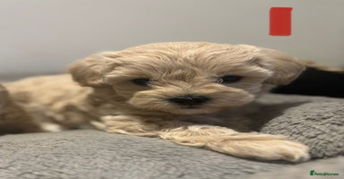 Maltipoo dogs - Advert 2