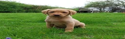 Labrador Retriever dogs for stud: “Yellow Valey”  in Cheltenham - Advert 14