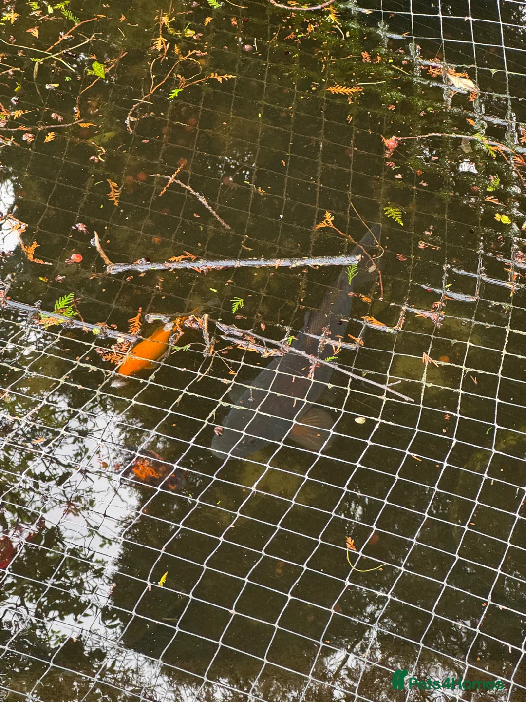 Goldfish fish for sale: Variety of Koi Carp, Goldfish and Common Carp - Advert 2