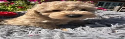 Miniature Poodle dogs for sale: 5 BEAUTIFUL MINIATURE POODLE PUPPIES RED & CREAM  - Advert 9
