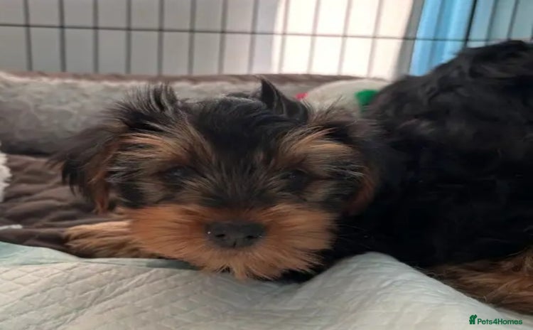 Yorkshire Terrier dogs - Advert 1