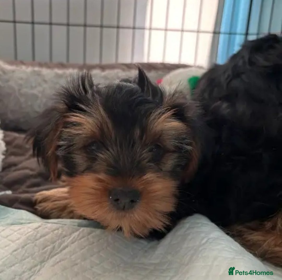 Yorkshire Terrier dogs for sale: Litter Yorkie puppies  - Image 1
