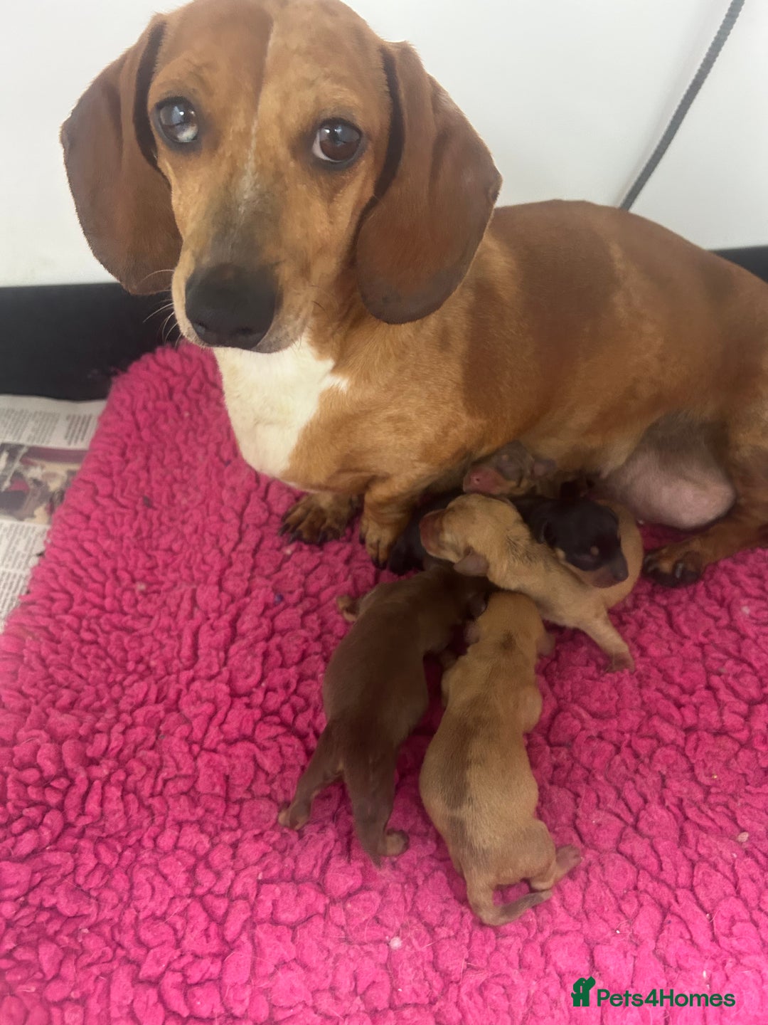 Miniature Dachshund dogs for sale: Min dachshund looking for their forever 🏡 - Image 24
