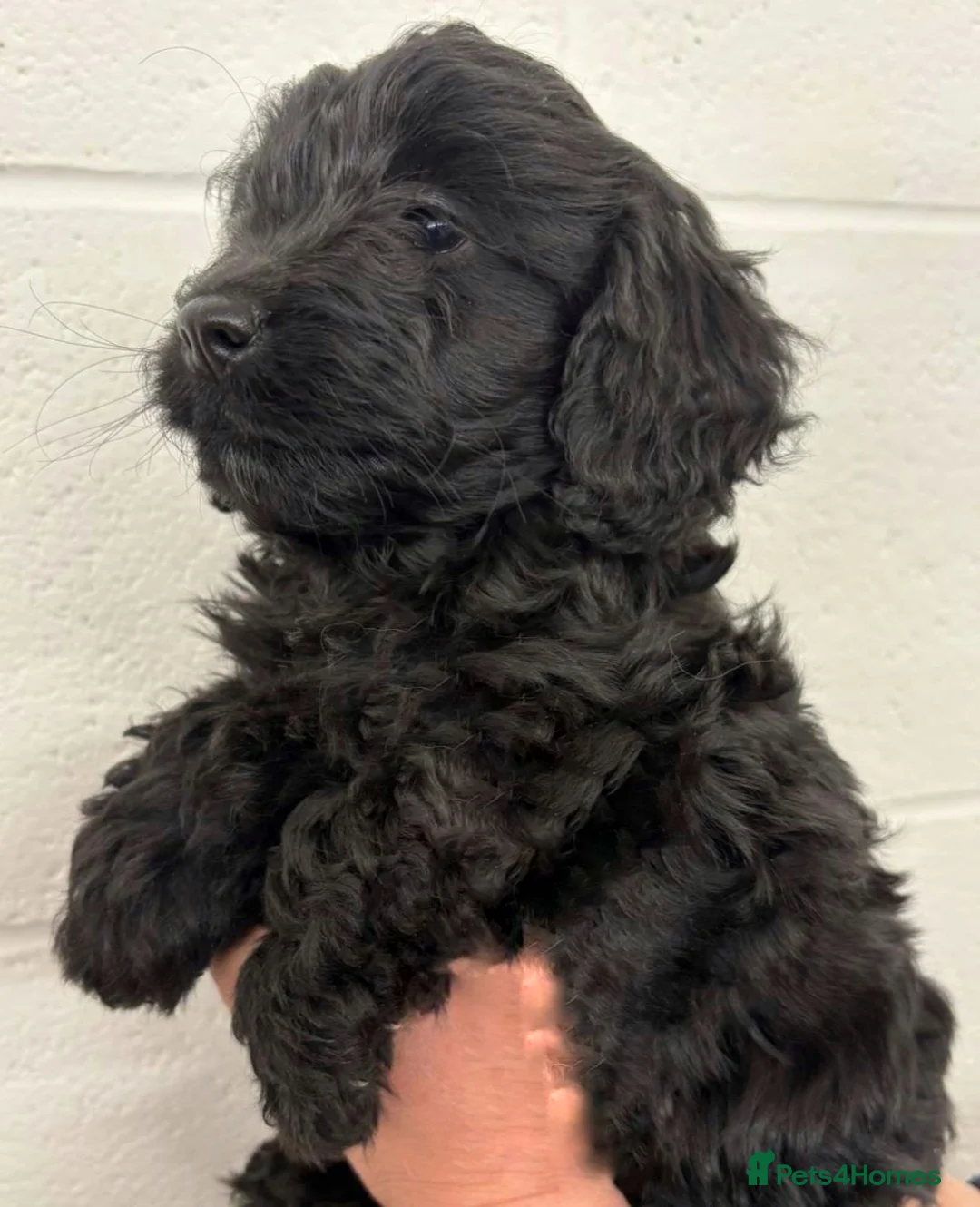 Cockapoo dogs for sale: Stunning Cockapoo Puppies: Merle Apricot and Black - Advert 1