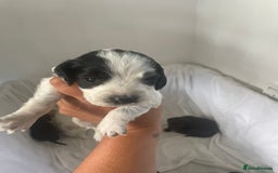 Cocker Spaniel dogs for sale: 9 Cocker spaniels puppies  - Image 17