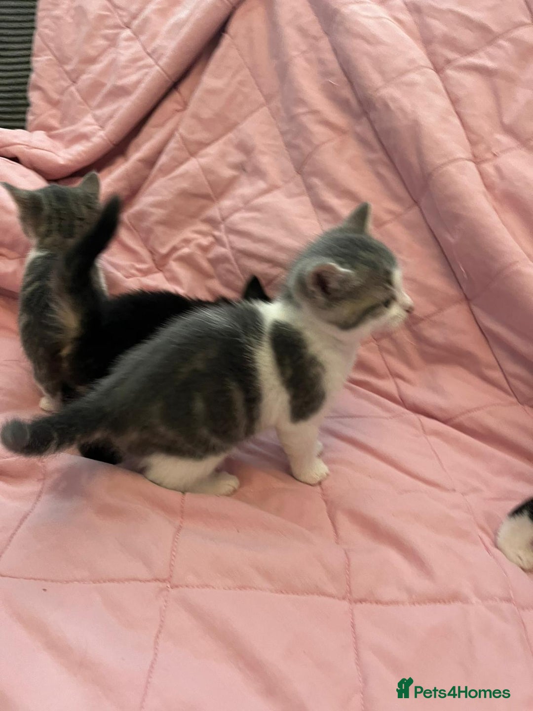 Mixed Breed cats for sale: Mixed Bengal Kittens  - Image 9