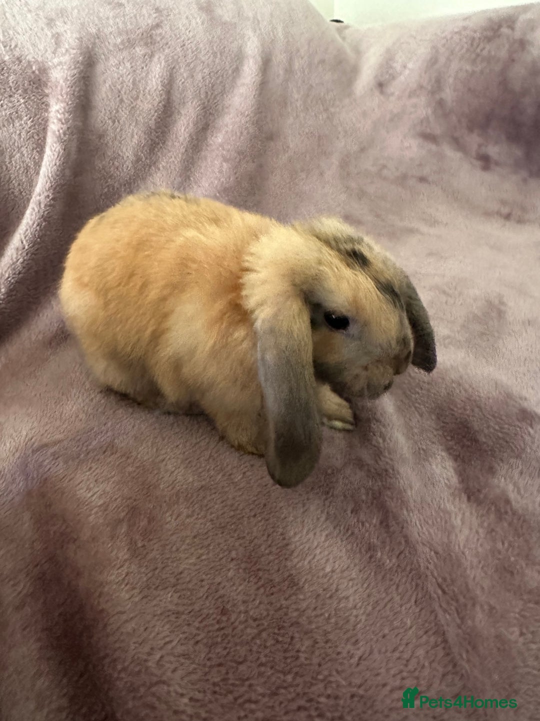 Mini Lop rabbits for sale: Male Mini Lop For Sale - Advert 18