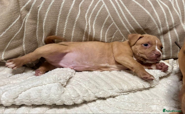 Staffordshire Bull Terrier dogs - Advert 6