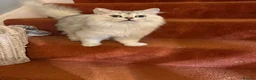 British Longhair cats for sale: Pure British Longhair Female  - Advert 12