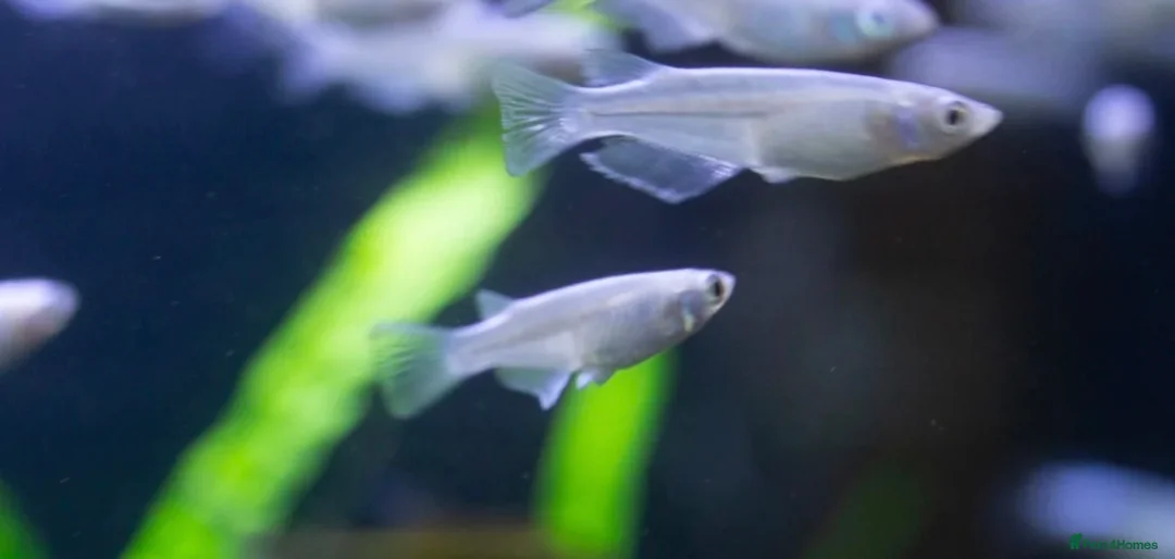 Corys fish for sale: Platinum Medaka Rice Fish - Advert 1