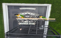Parrots birds for sale: Caique Pair 🦜  - Image 2