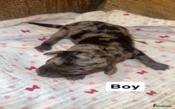 Labradoodle dogs for sale: Stunning tiny labradoodles blue Merle & black - Image 14