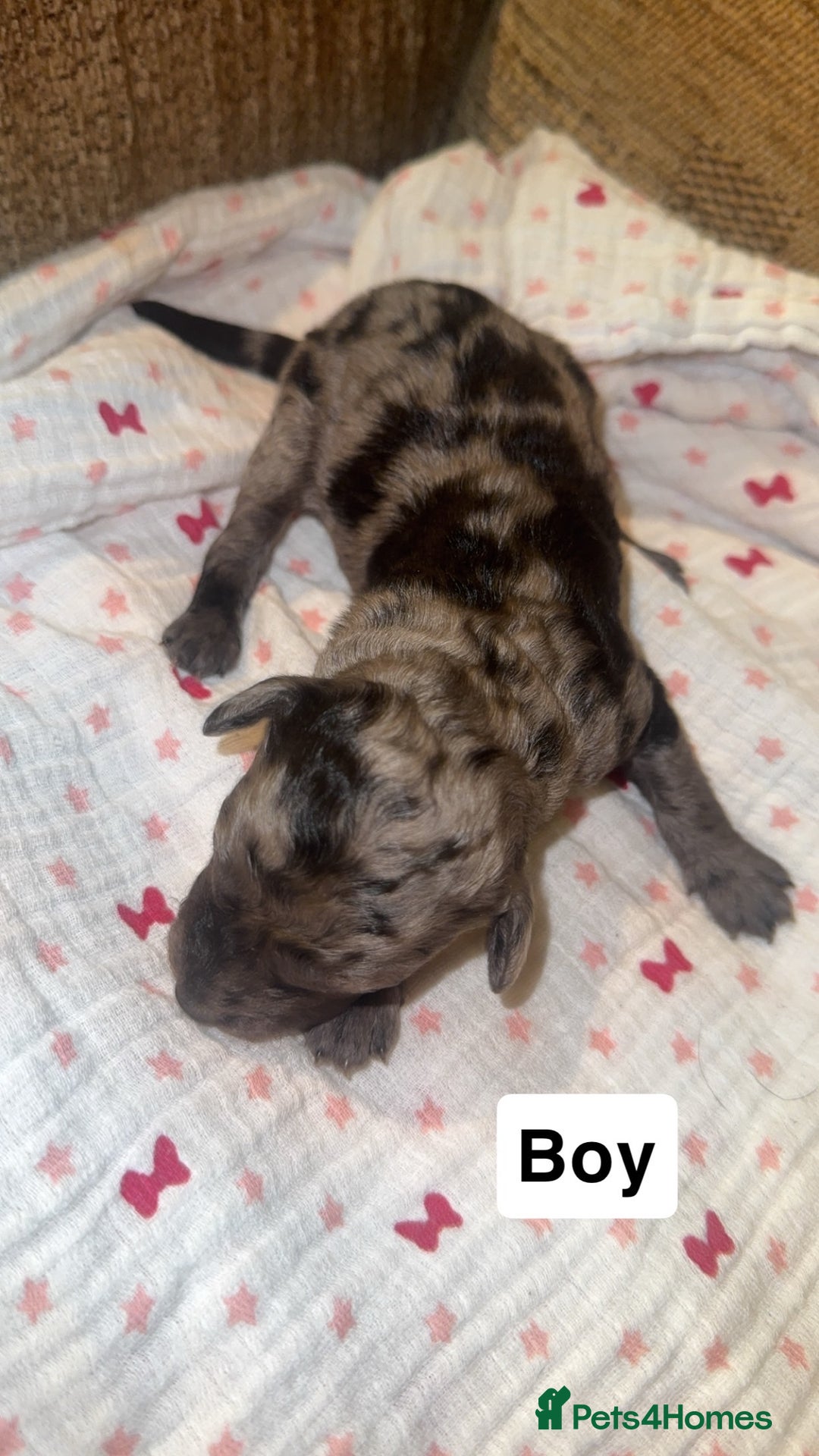 Labradoodle dogs for sale: Stunning tiny labradoodles blue Merle & black - Image 14