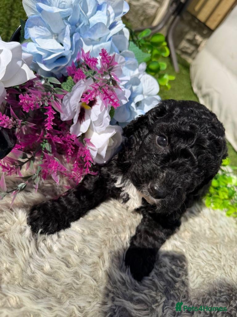 Cavapoo dogs  F1 Cavapoo Puppies – 2 Boys & 3 Girls Available  - Advert 1
