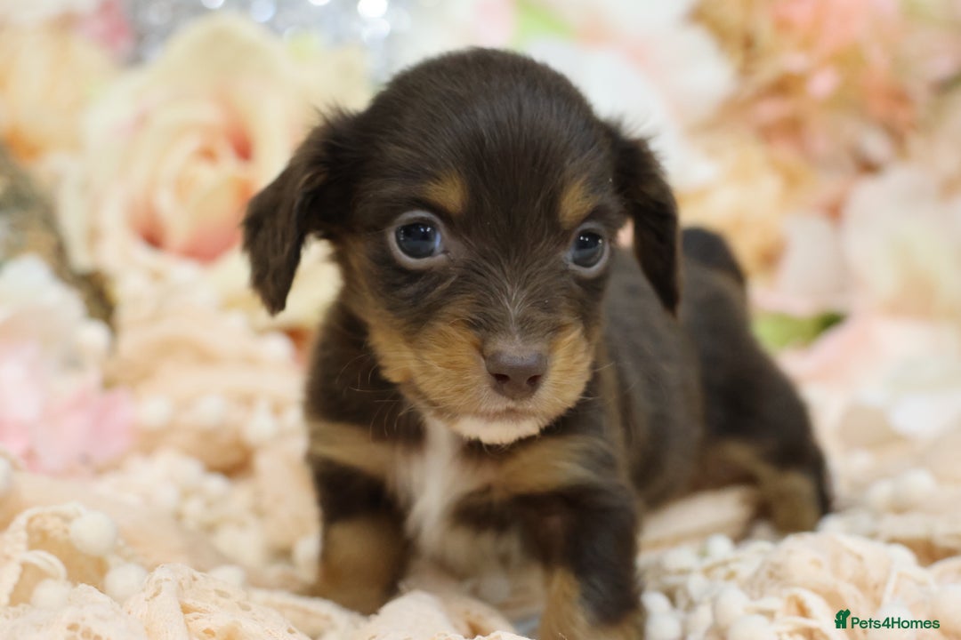 Miniature Dachshund dogs for sale: KC Longhair Miniature Dachshund Puppies - Advert 9