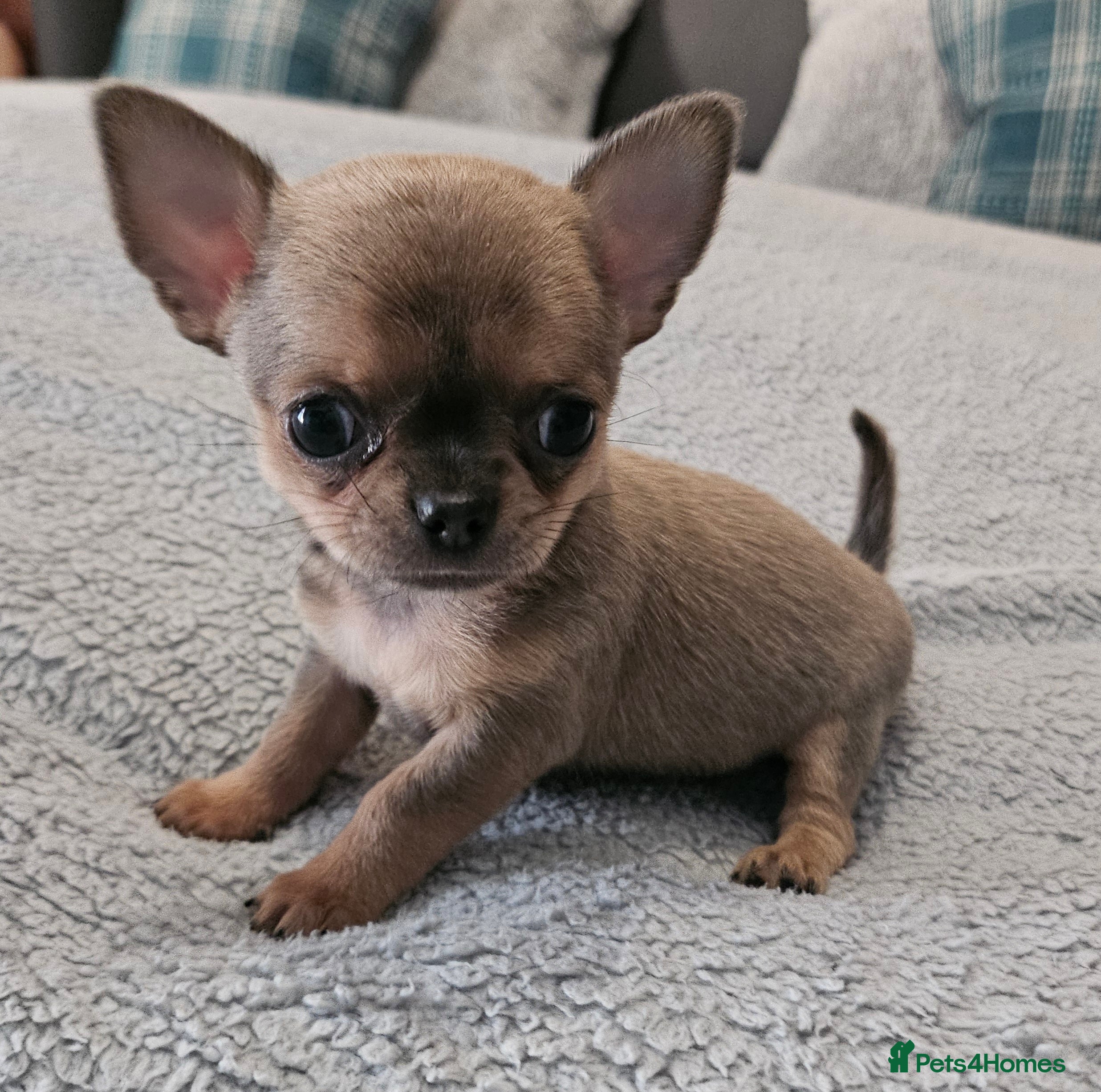 Chihuahua dogs SmoothCoat Chihuahua  - Advert 9