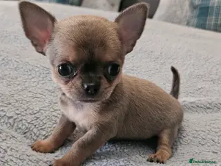 Chihuahua dogs SmoothCoat Chihuahua - Advert 9