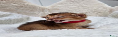 Abyssinian Kitten 5