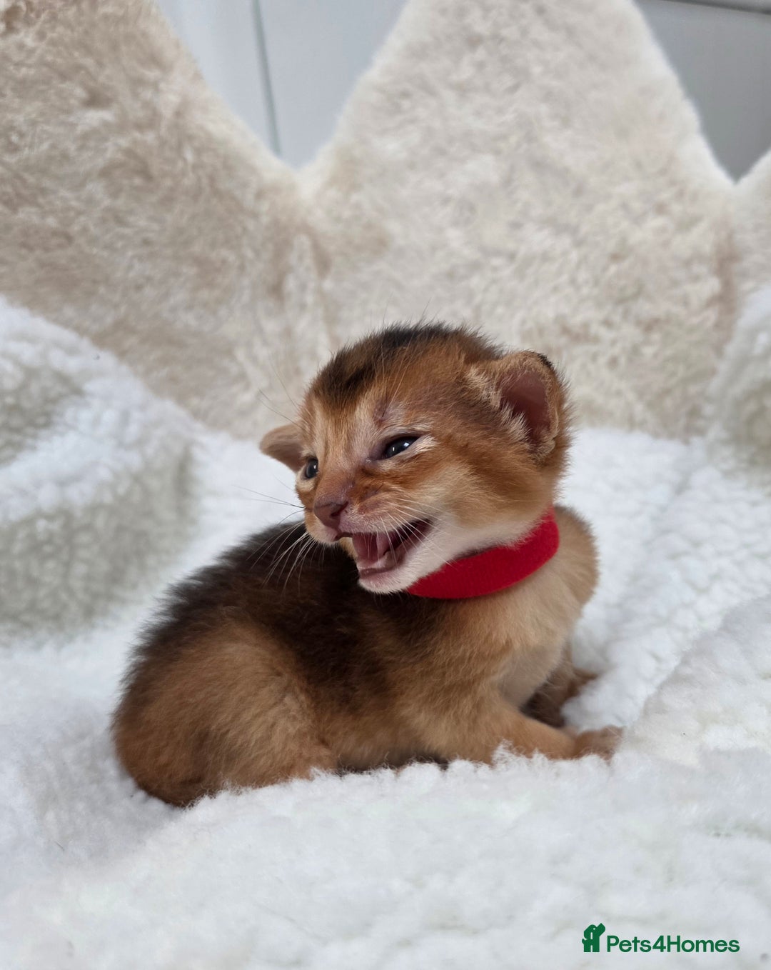 Abyssinian cats for sale: Gorgeous Tica  Abyssinian Kittens  - Advert 15