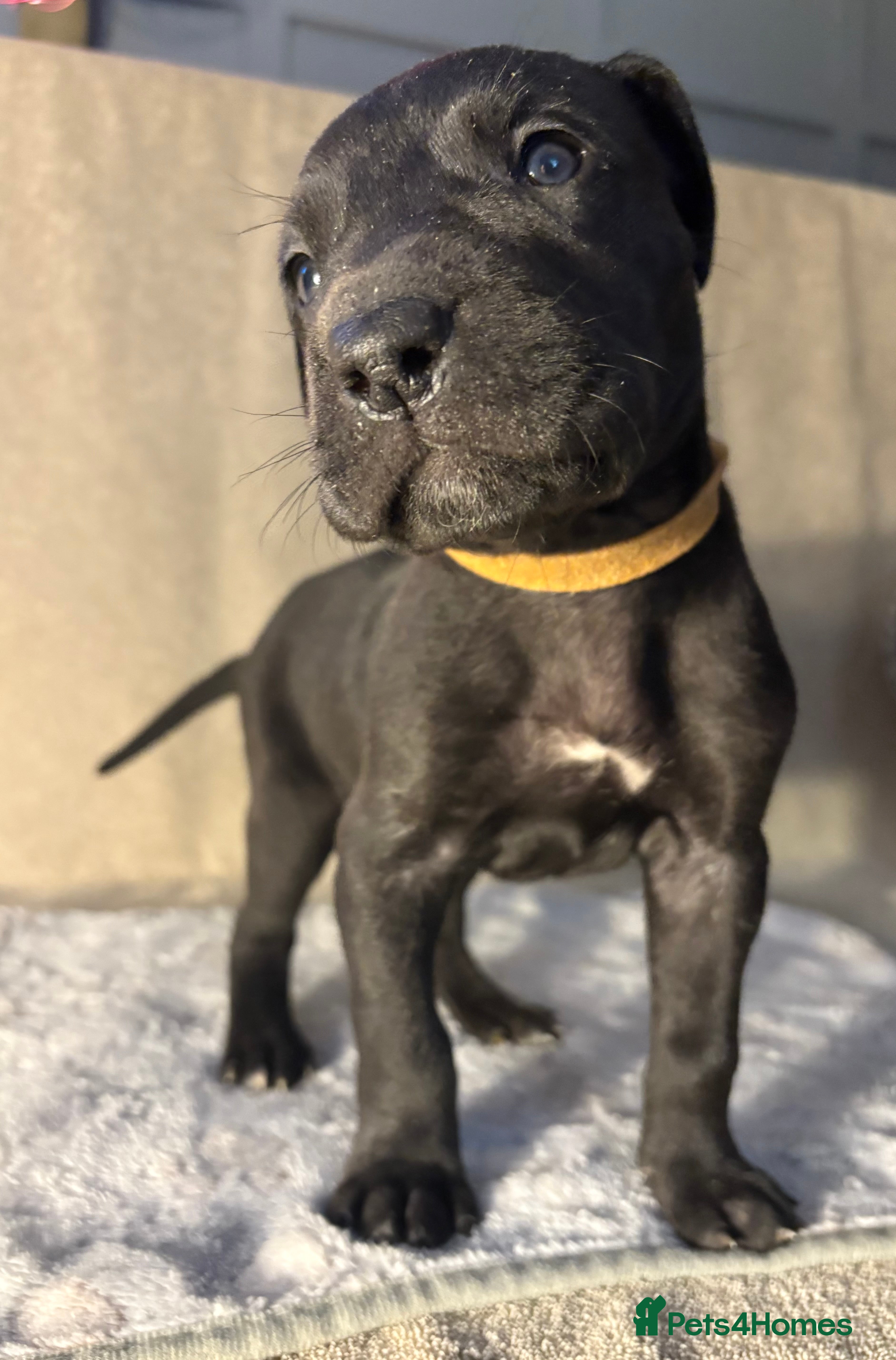 Great Dane dogs *** Only 5 remaining *** Great Dane puppies - Advert 7