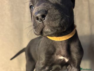 Great Dane dogs *** Only 5 remaining *** Great Dane puppies - Advert 7