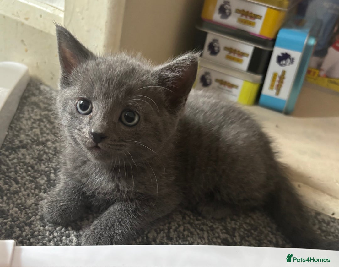 Mixed Breed cats for sale: 3 beautiful boy - Image 3