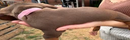 Miniature Dachshund dogs for sale: Miniature dachshunds  - Advert 22