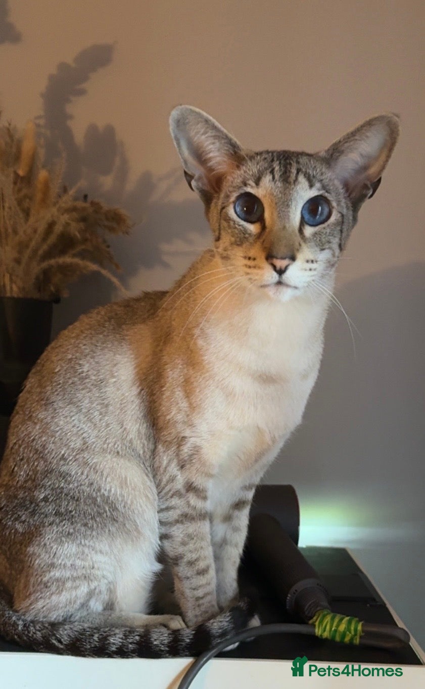 Siamese cats Seal tabby point Siamese  - Advert 1
