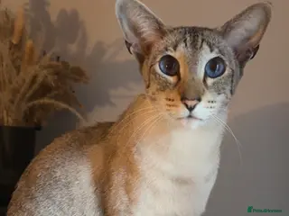 Siamese cats Seal tabby point Siamese - Advert 1
