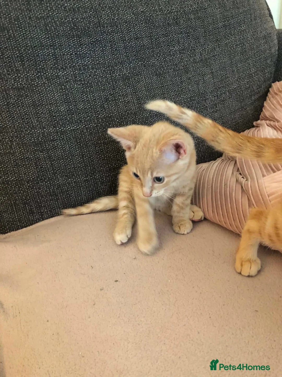 Mixed Breed cats for sale: 3 boys left - Advert 3