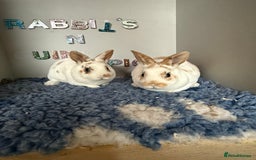Rex rabbits for sale: Mini Rex's available soon - Image 5