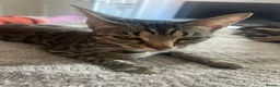 Mixed Breed cats for sale: Beautiful Half Bengal Kittens.  in Hailsham - Advert 2