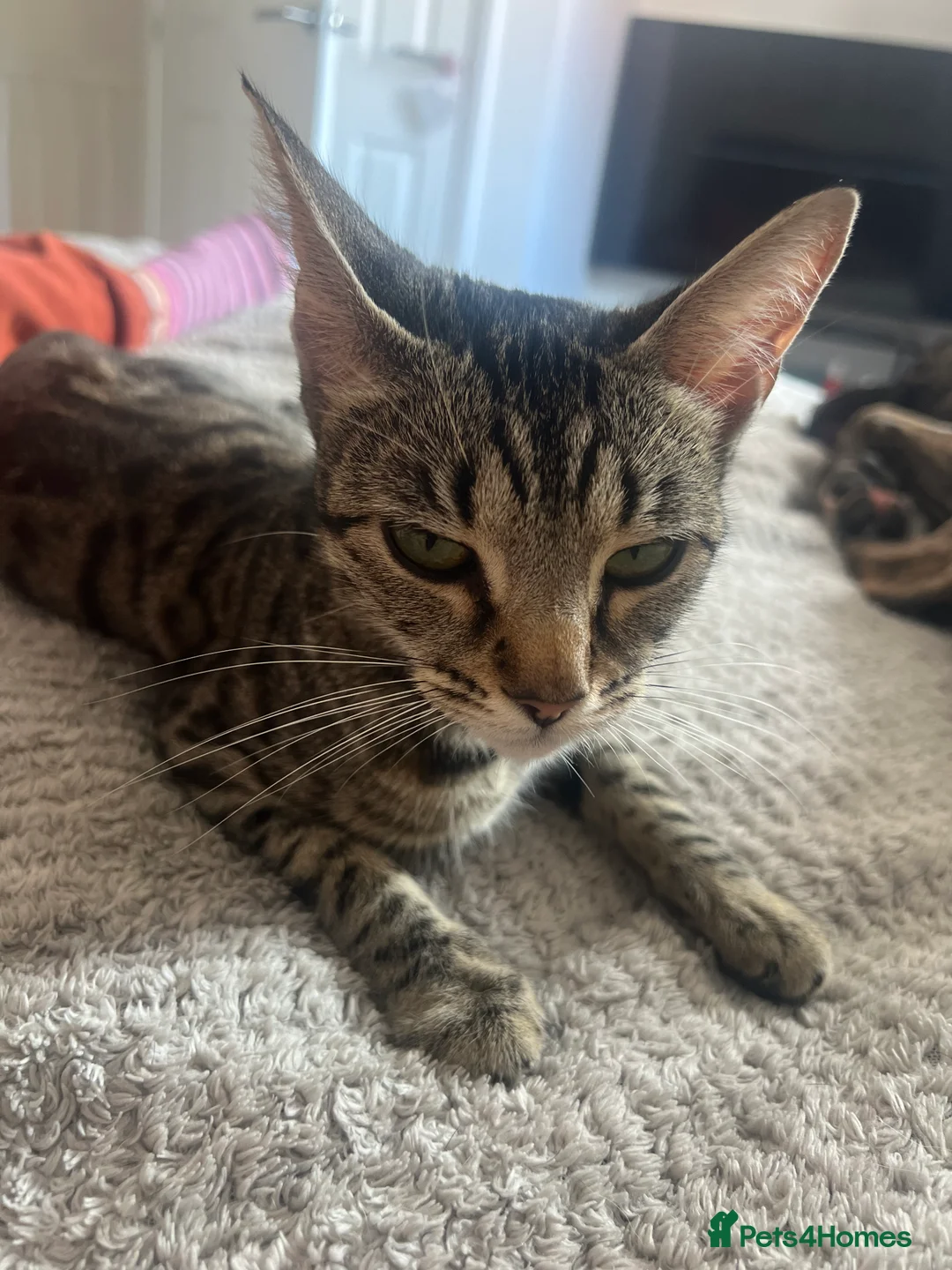 Mixed Breed cats for sale: Beautiful Half Bengal Kittens.  in Hailsham - Advert 2