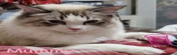 Ragdoll cats for sale: 🐾🩵*TICA REG* LYNX TABBY EU RAGDOLL KITTENS🩵🐾 - Advert 8
