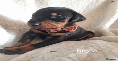Dobermann dogs - Advert 1
