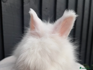 Mini Lop rabbits Gorgeous fluffy angora baby bunnies ready now - Advert 19