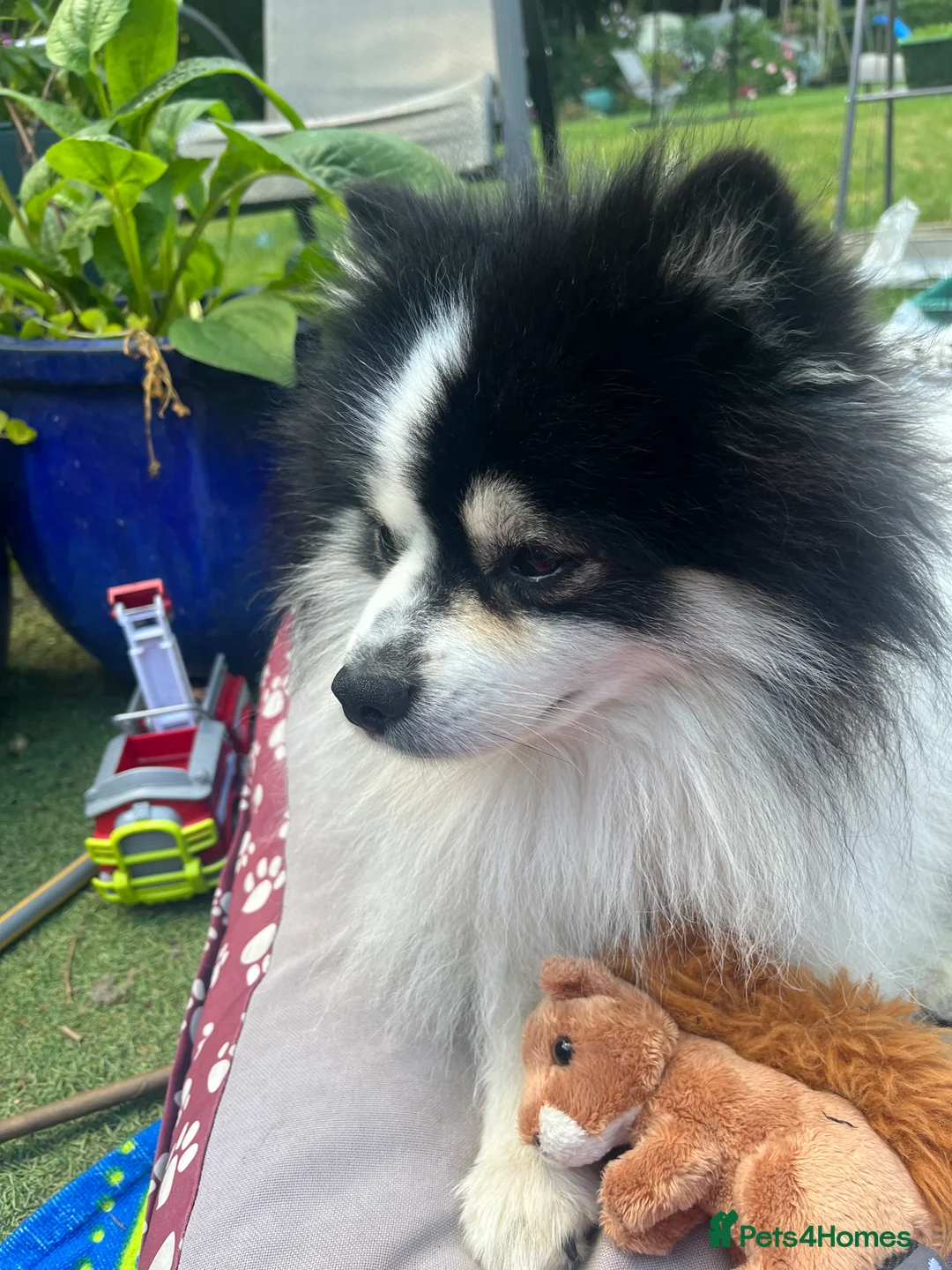 German Spitz dogs for stud: German spitz klein for stud in Woking - Advert 2