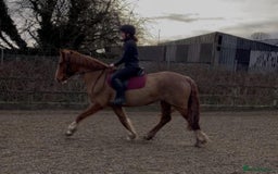 Clydesdale horses for sale: 4yo Clydesdale x Sports Horse Mare –16h - Image 2